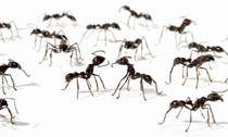 Control de plagas hormigas