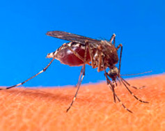 Control de plagas mosquitos Madrid